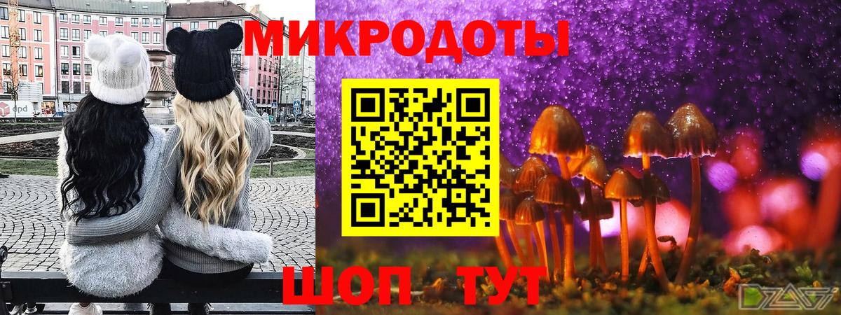 Псилоцибиновые грибы Psilocybe Горно-Алтайск